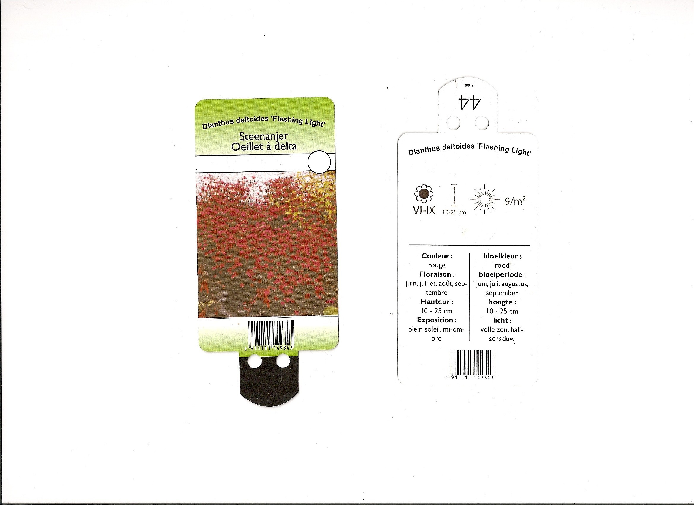 Dianthus Deltoides Flashing light.jpg